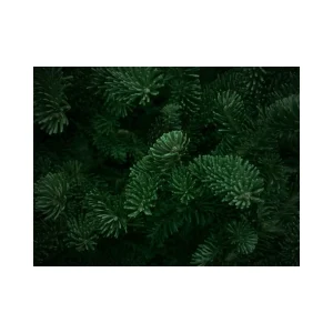 Fraser Fir - Fragrance Oil - Suds N Scents