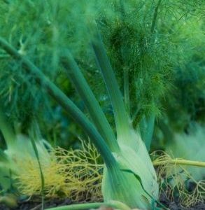 Fennel - Sweet - Essential Oil - Suds N Scents