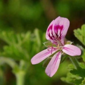 Geranium - Essential Oil - Suds N Scents