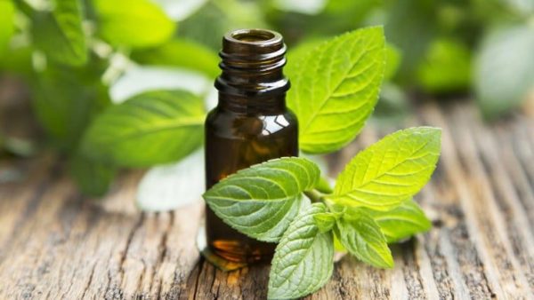 Peppermint Essential Oil - Mentha Arvensis - Suds N Scents